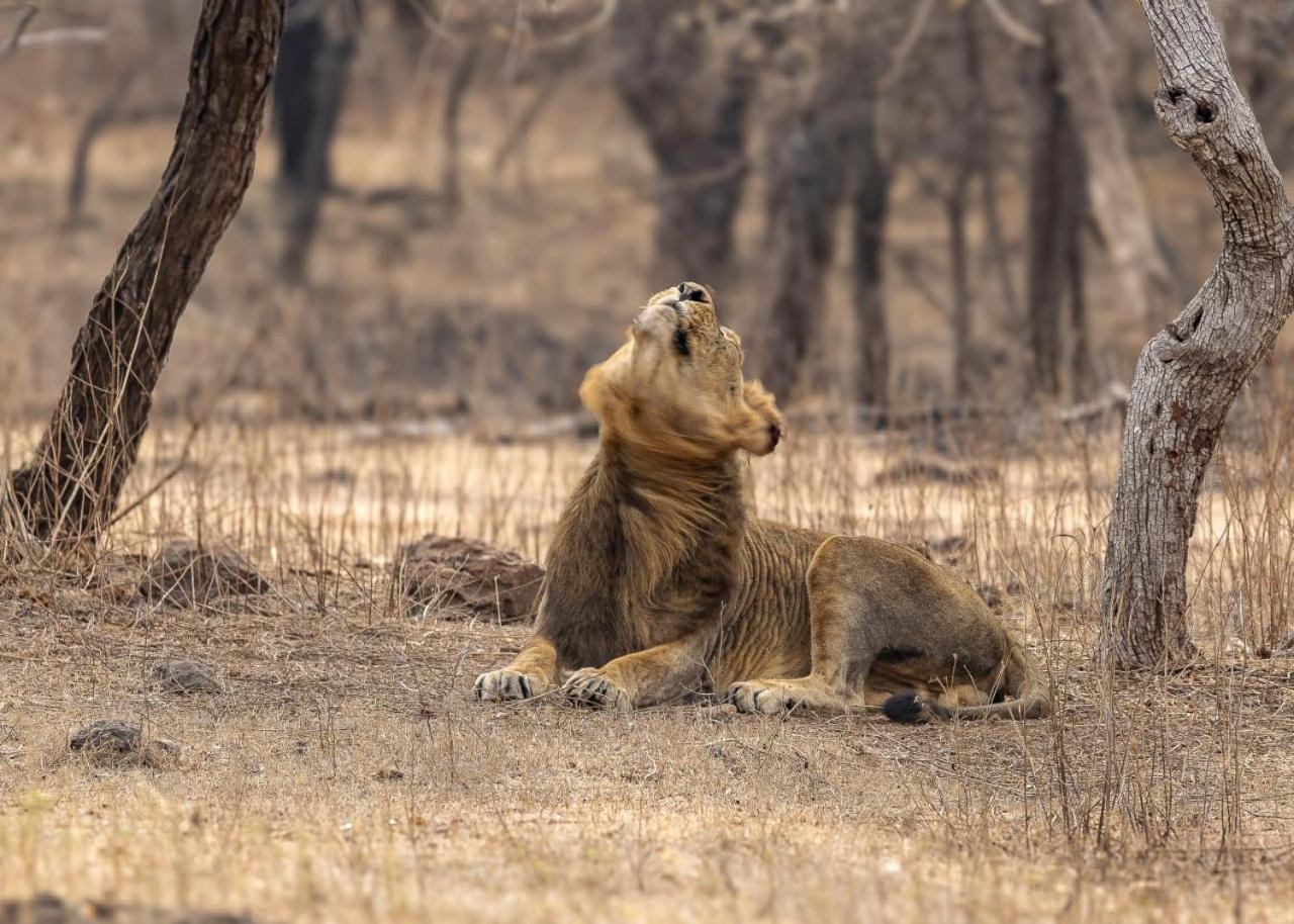 Gir Birding Lodge Sasan Gir Extérieur photo