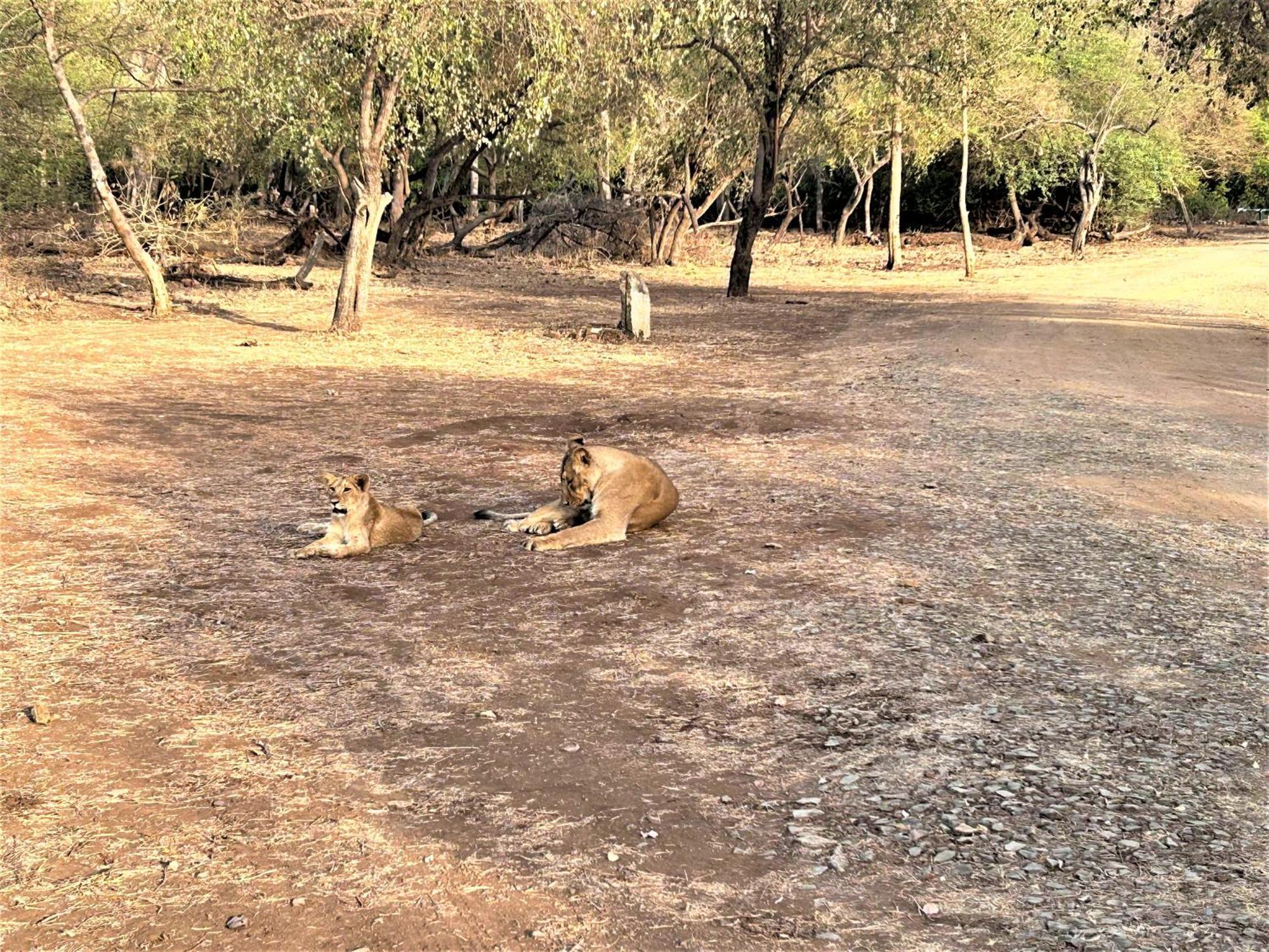 Gir Birding Lodge Sasan Gir Extérieur photo